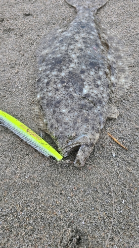 ソゲの釣果