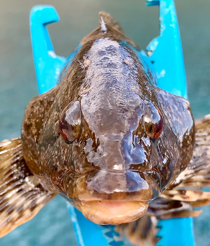 アイナメの釣果