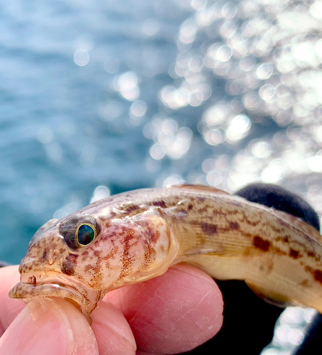 マハゼの釣果