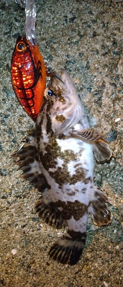 タケノコメバルの釣果