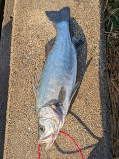 ヒラスズキの釣果