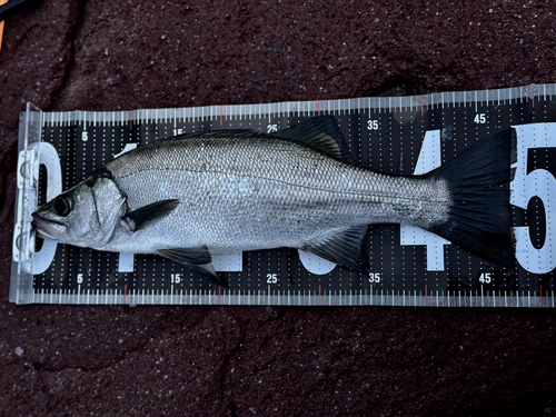 フッコ（ヒラスズキ）の釣果