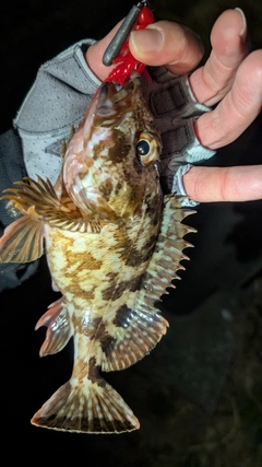 カサゴの釣果