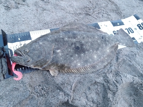 ヒラメの釣果