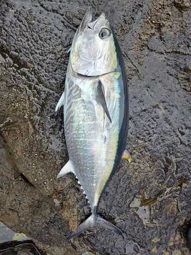 ヨコワの釣果