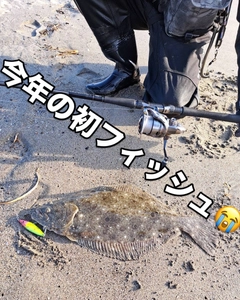 ヒラメの釣果