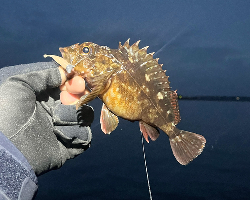 カサゴの釣果