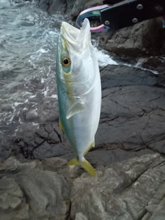 ツバスの釣果