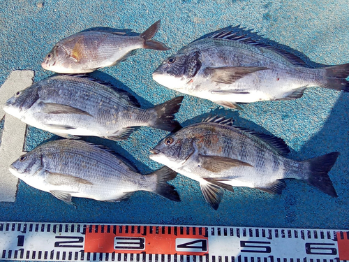 新地町海釣り公園