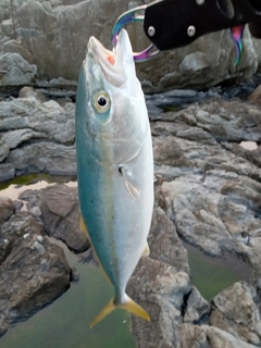 ツバスの釣果