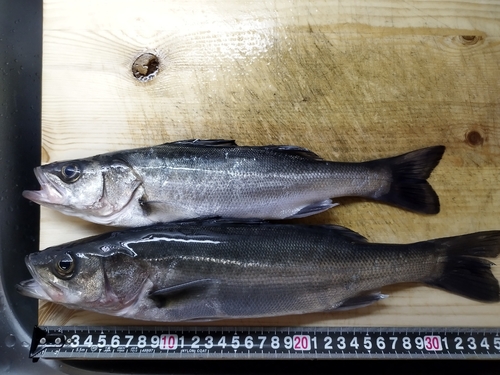 シーバスの釣果