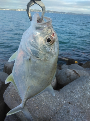 メッキの釣果