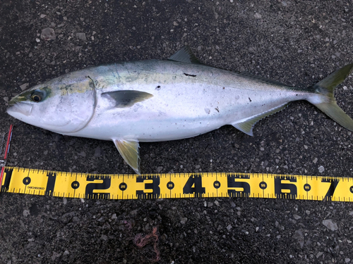 ブリの釣果