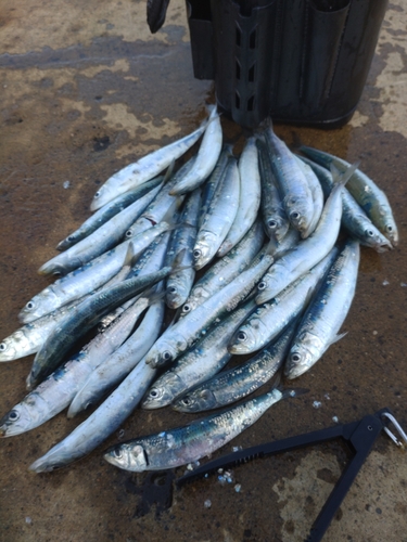 イワシの釣果