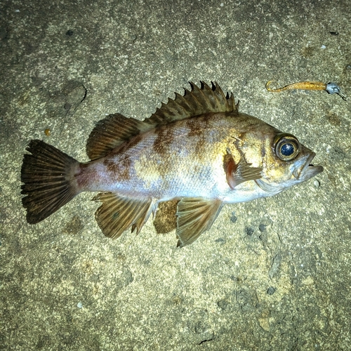 メバルの釣果