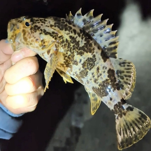 タケノコメバルの釣果