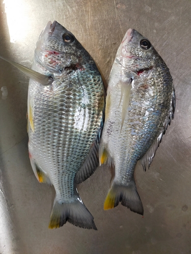 碧南海釣り公園