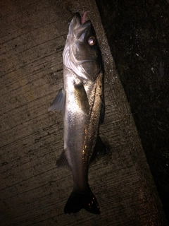 セイゴ（マルスズキ）の釣果