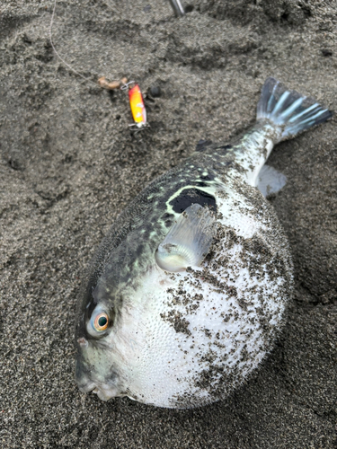 トラフグの釣果