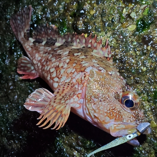 カサゴの釣果