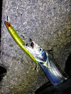 タチウオの釣果