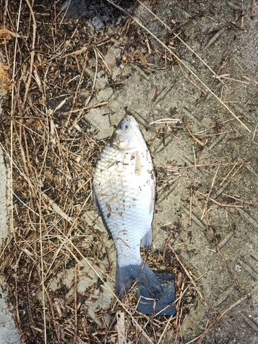 フナの釣果