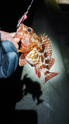 アラカブの釣果