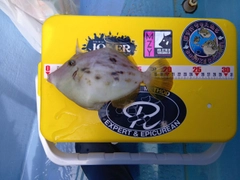 カワハギの釣果