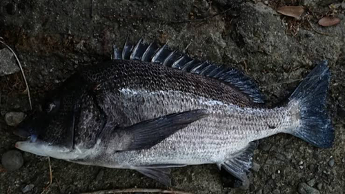 チヌの釣果