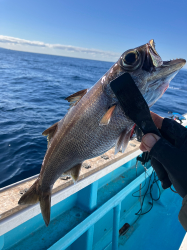 クロムツの釣果