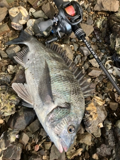 クロダイの釣果