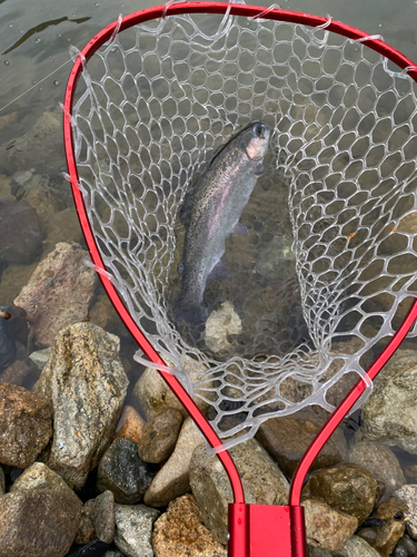 ニジマスの釣果