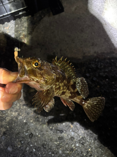 カサゴの釣果