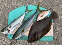 ヒラメの釣果