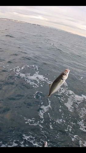 マアジの釣果