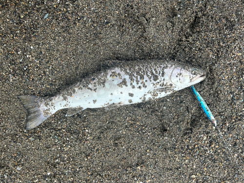 アメマスの釣果