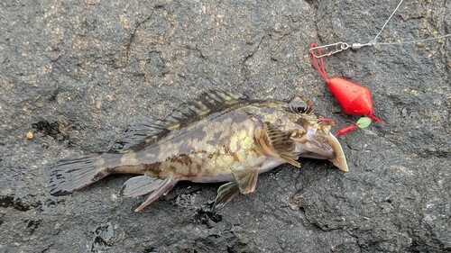 カサゴの釣果