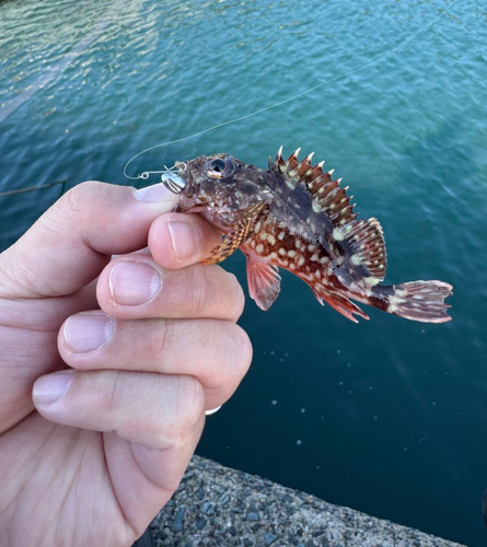 カサゴの釣果