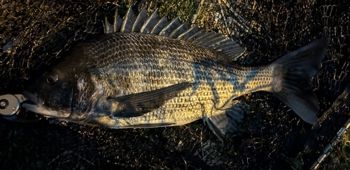 クロダイの釣果