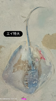 エイの釣果