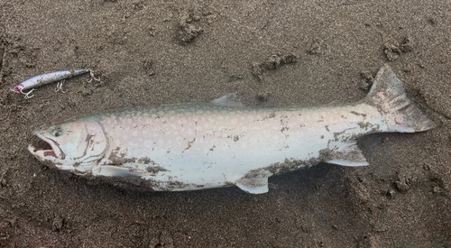 アメマスの釣果