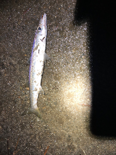 カマスの釣果