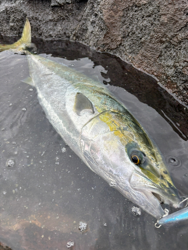 ヤズの釣果