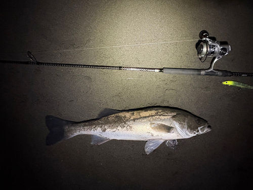 シーバスの釣果