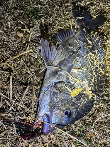 チヌの釣果