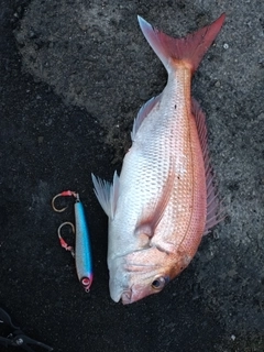 マダイの釣果