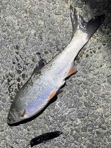 ウグイの釣果