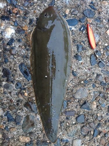 シタビラメの釣果