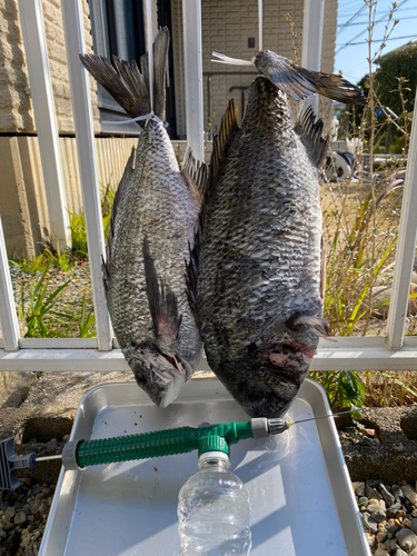 クロダイの釣果