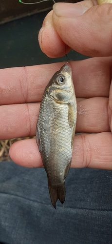 フナの釣果